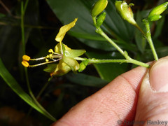 Aneilema aequinoctiale