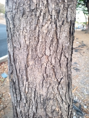 Cordia elaeagnoides
