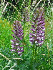 Acanthus spinosus
