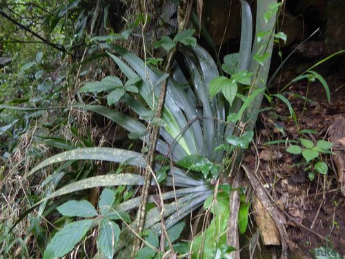 Image of Dietes butcheriana by (c) Andrew Hankey, some rights reserved (CC BY-SA)