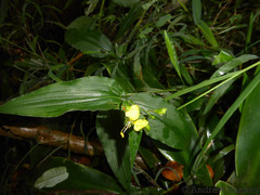 Aneilema aequinoctiale