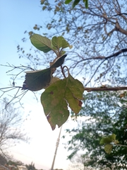 Cordia elaeagnoides
