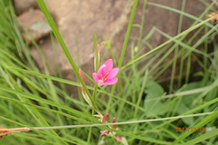 Hesperantha baurii
