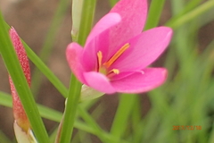 Hesperantha baurii