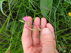 Hesperantha baurii