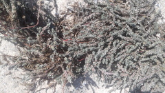 Chenolea diffusa