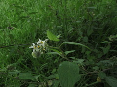 Solanum nigrescens
