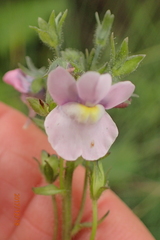 Nemesia denticulata