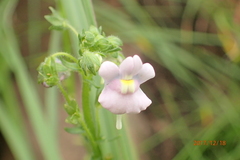 Nemesia denticulata