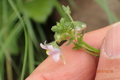 Nemesia denticulata