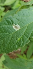 Calycomyza platyptera