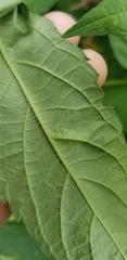 Calycomyza platyptera