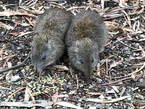 Potorous tridactylus