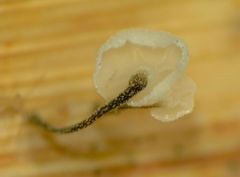 Marasmiellus bonii image