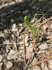 Matteuccia struthiopteris