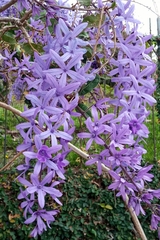 Petrea