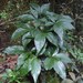 Bachmannia woodii - Photo (c) Andrew Hankey, algunos derechos reservados (CC BY-SA), uploaded by Andrew Hankey