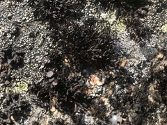 Cornicularia normoerica