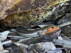 Plestiodon fasciatus
