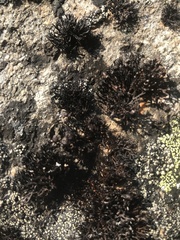 Cornicularia normoerica