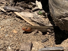 Plestiodon fasciatus