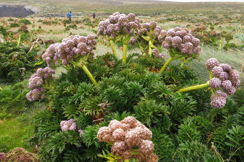 Anisotome latifolia Hook.fil.