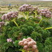 Anisotome latifolia - Photo (c) John Barkla, algunos derechos reservados (CC BY), subido por John Barkla