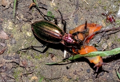 Carabus lineatus