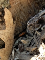 Plestiodon fasciatus