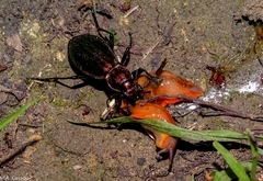 Carabus lineatus