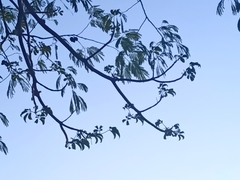 Tabebuia rosea
