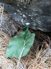 Arum palaestinum