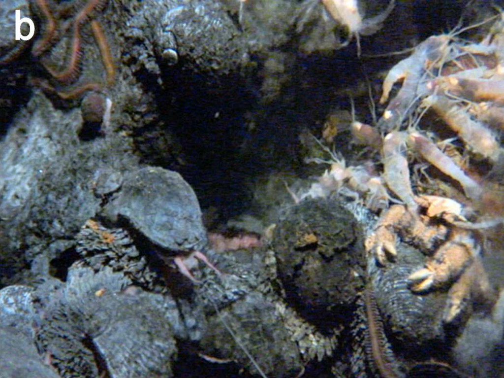Bresilioidea