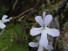 Streptocarpus