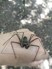 Paraphrynus chacmool