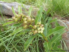 Pachycarpus asperifolius