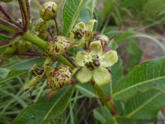 Pachycarpus asperifolius