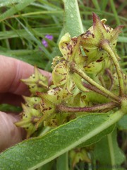 Pachycarpus asperifolius