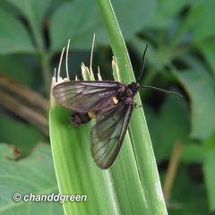 Psichotoe duvaucelii