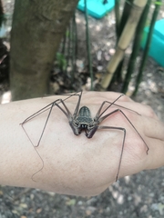 Paraphrynus chacmool