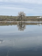 Pelecanus erythrorhynchos
