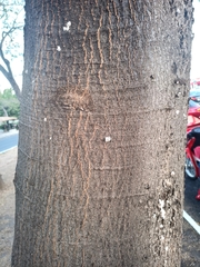 Enterolobium cyclocarpum