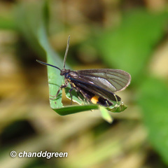Psichotoe duvaucelii