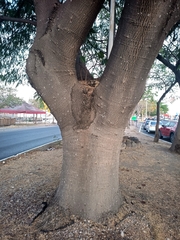 Enterolobium cyclocarpum