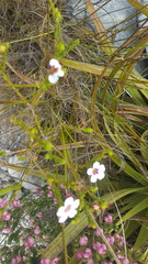 Adenandra brachyphylla