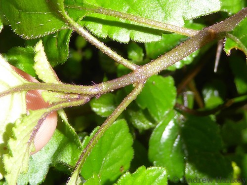 Image of Plectranthus elegantulus by (c) Andrew Hankey, some rights reserved (CC BY-SA)