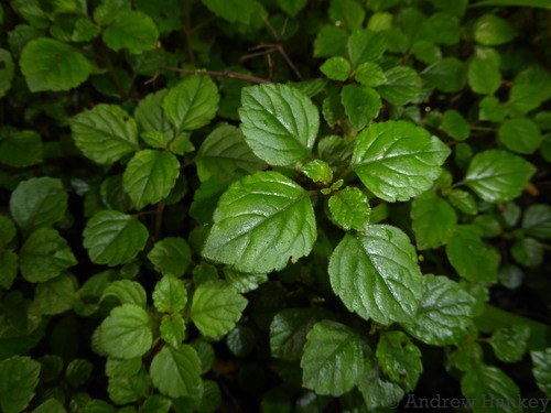Image of Plectranthus elegantulus by (c) Andrew Hankey, some rights reserved (CC BY-SA)