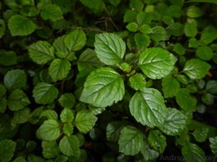 Plectranthus elegantulus