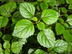 Plectranthus elegantulus