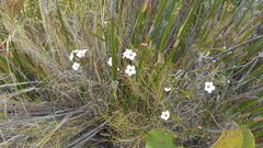 Adenandra brachyphylla